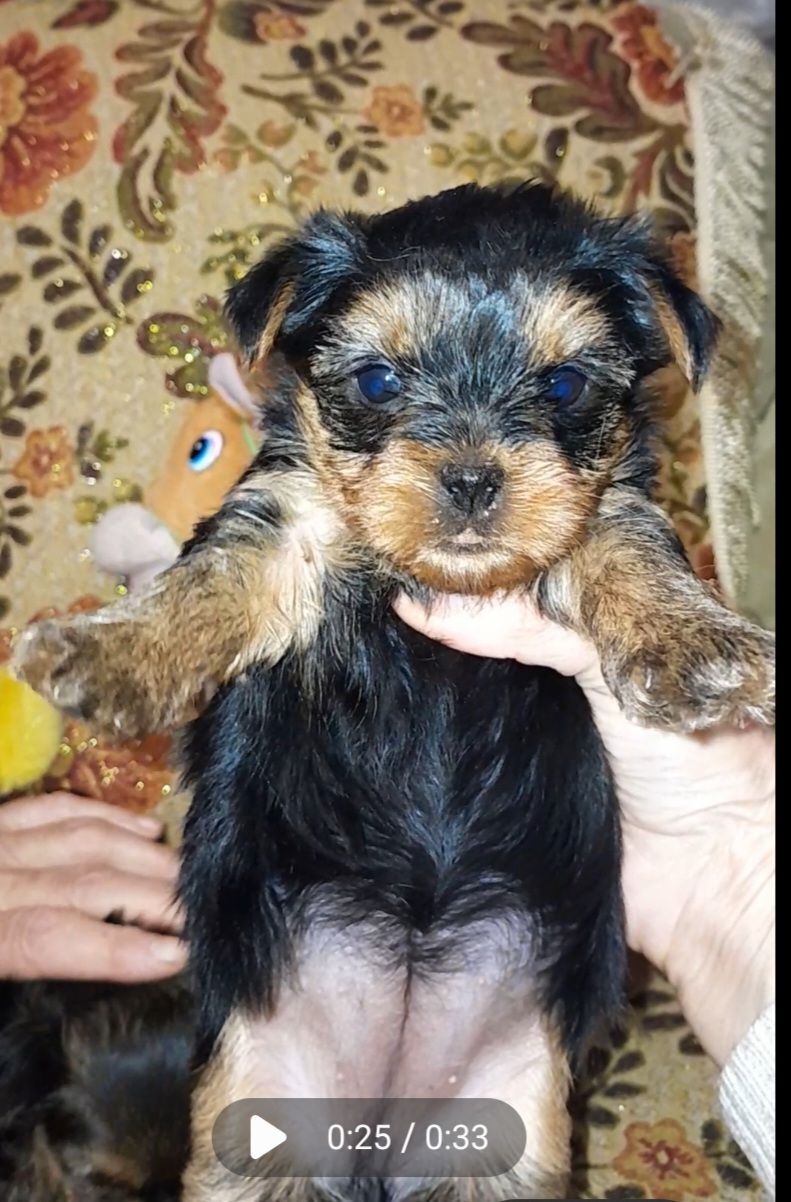 Йоркодевочки