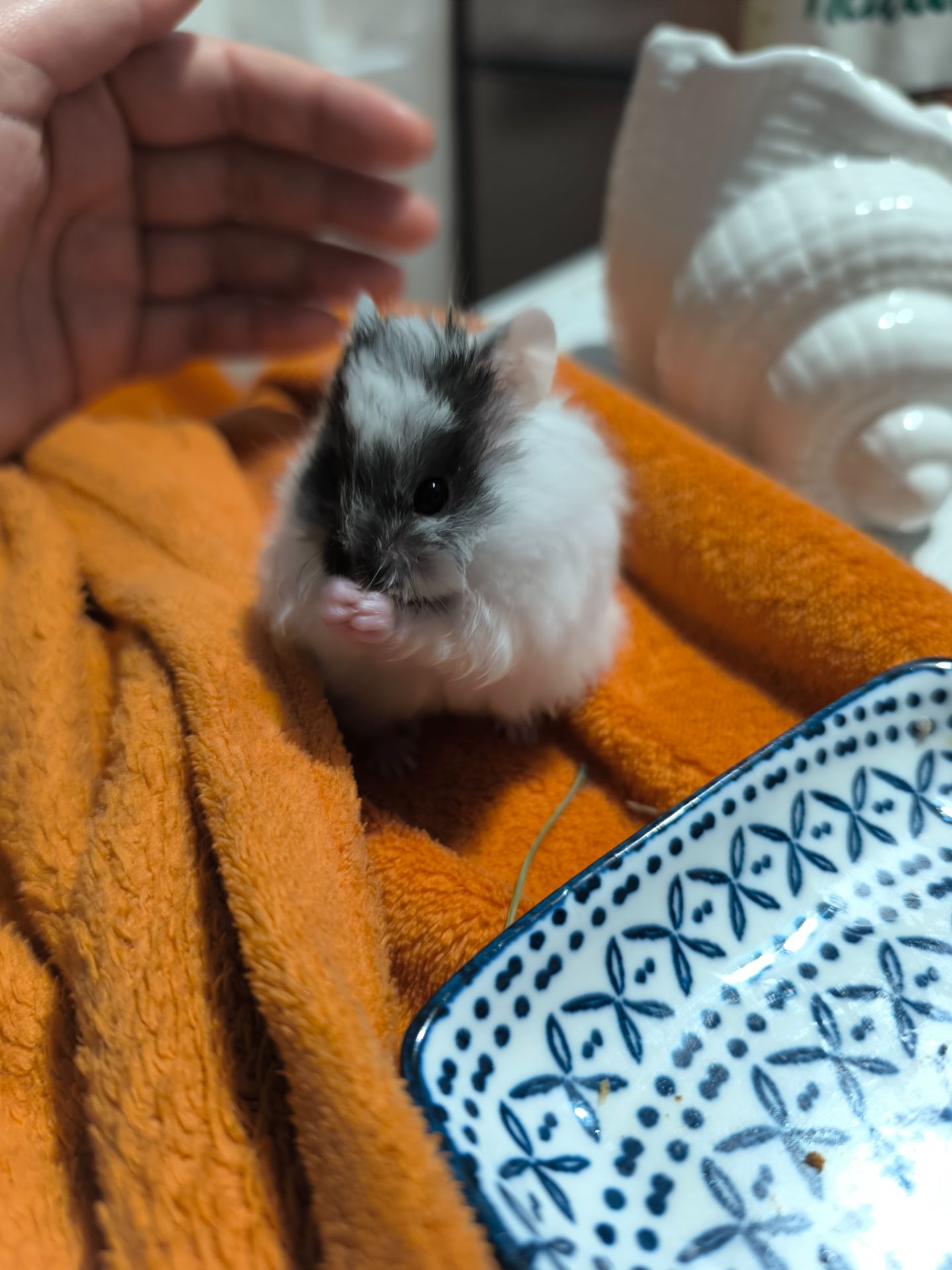 Королівський