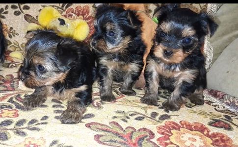 Йоркодевочки