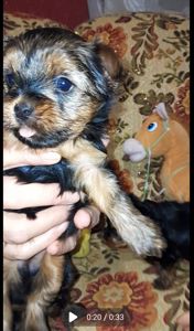 Йоркодевочки