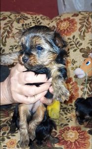 Йоркодевочки