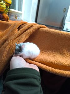 Королівський