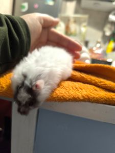 Королівський