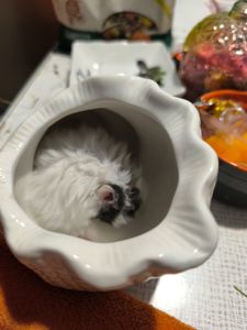 Королівський