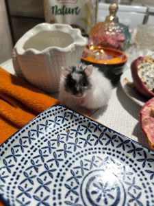 Королівський