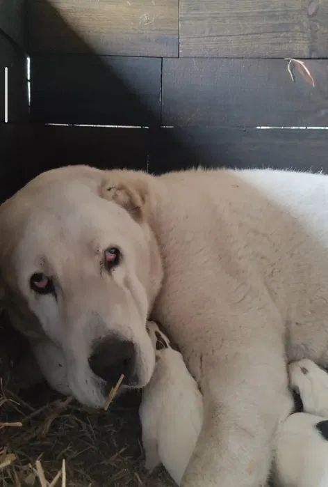 Продам цуценя САВ алабай 2.5 місяці