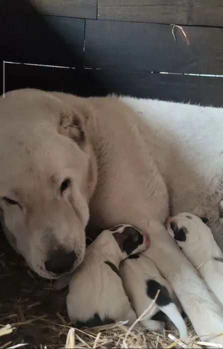 Продам цуценя САВ алабай 2.5 місяці