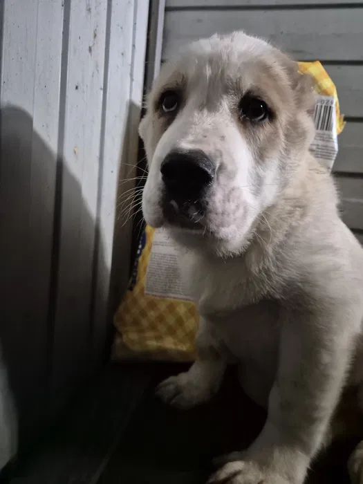 Продам цуценя САВ алабай 2.5 місяці