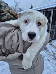 Продам цуценя САВ алабай 2.5 місяці