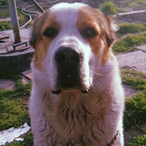 Продам цуценя САВ алабай 2.5 місяці