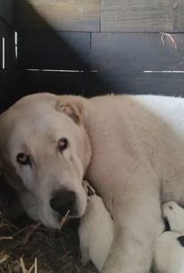 Продам цуценя САВ алабай 2.5 місяці