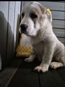 Продам цуценя САВ алабай 2.5 місяці