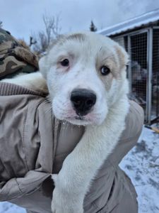 Продам цуценя САВ алабай 2.5 місяці