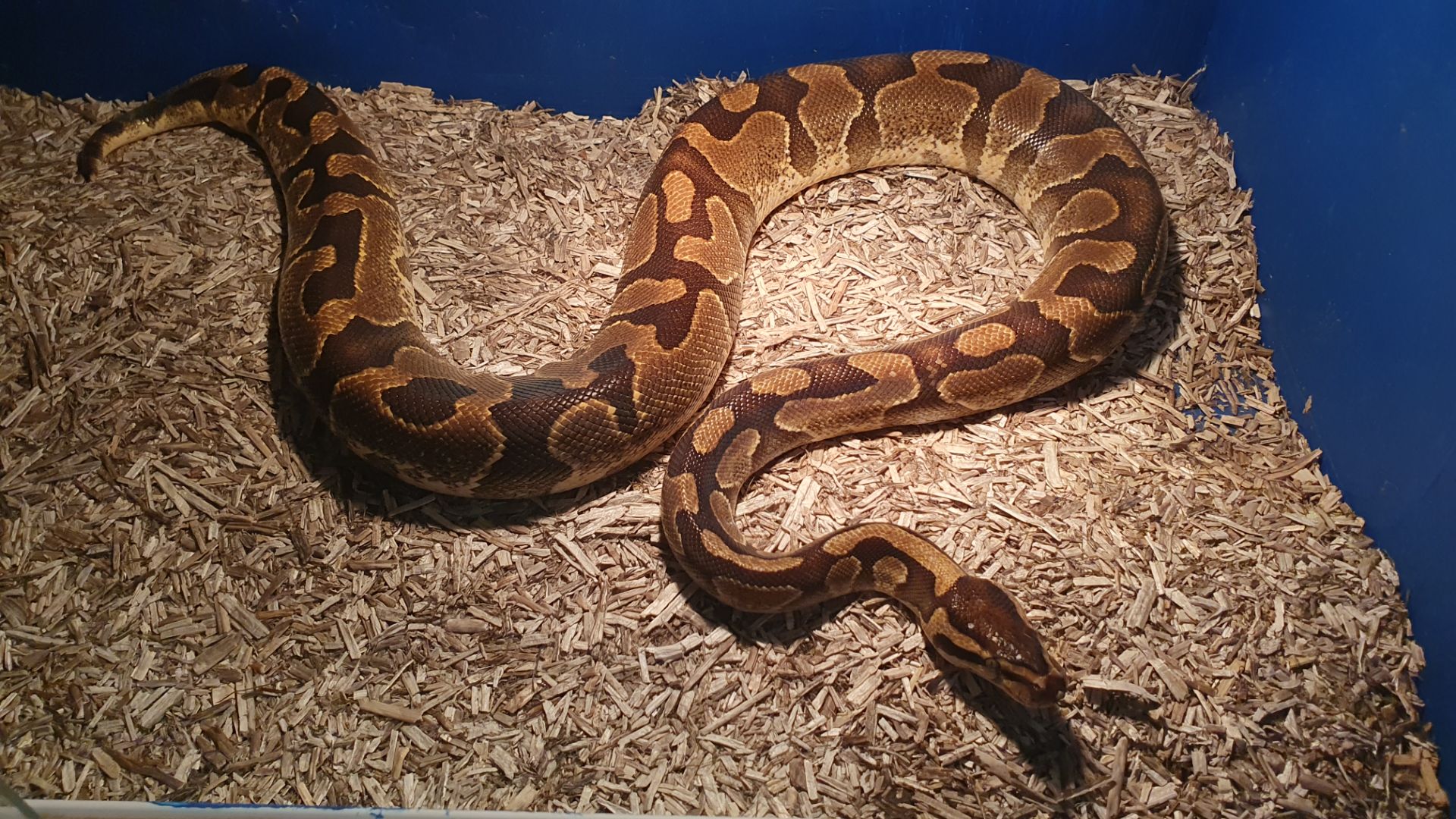 Доросла самка королівського пітона