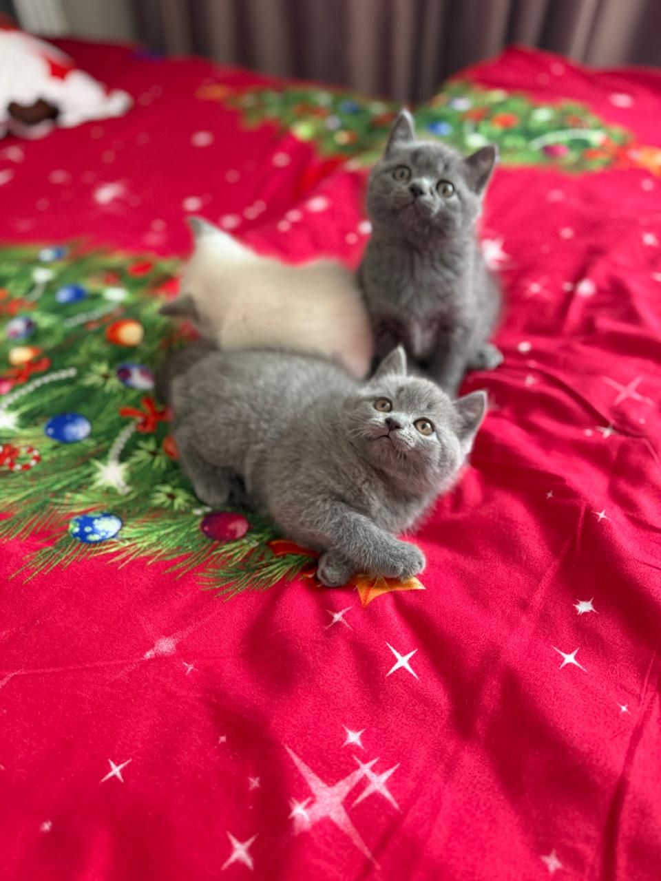 Шотландські чистокровні прямовухі кошенята.