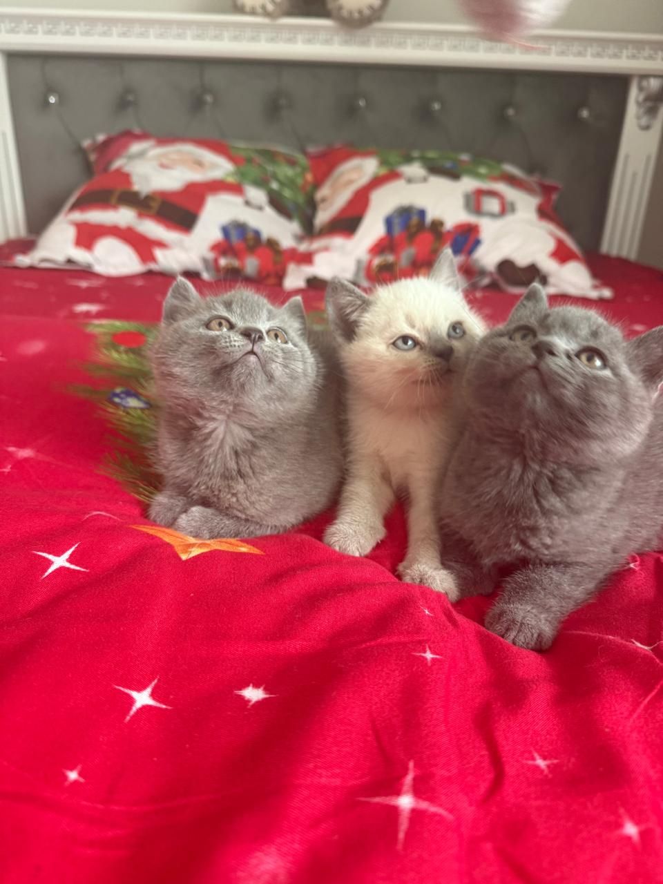 Шотландські чистокровні прямовухі кошенята.