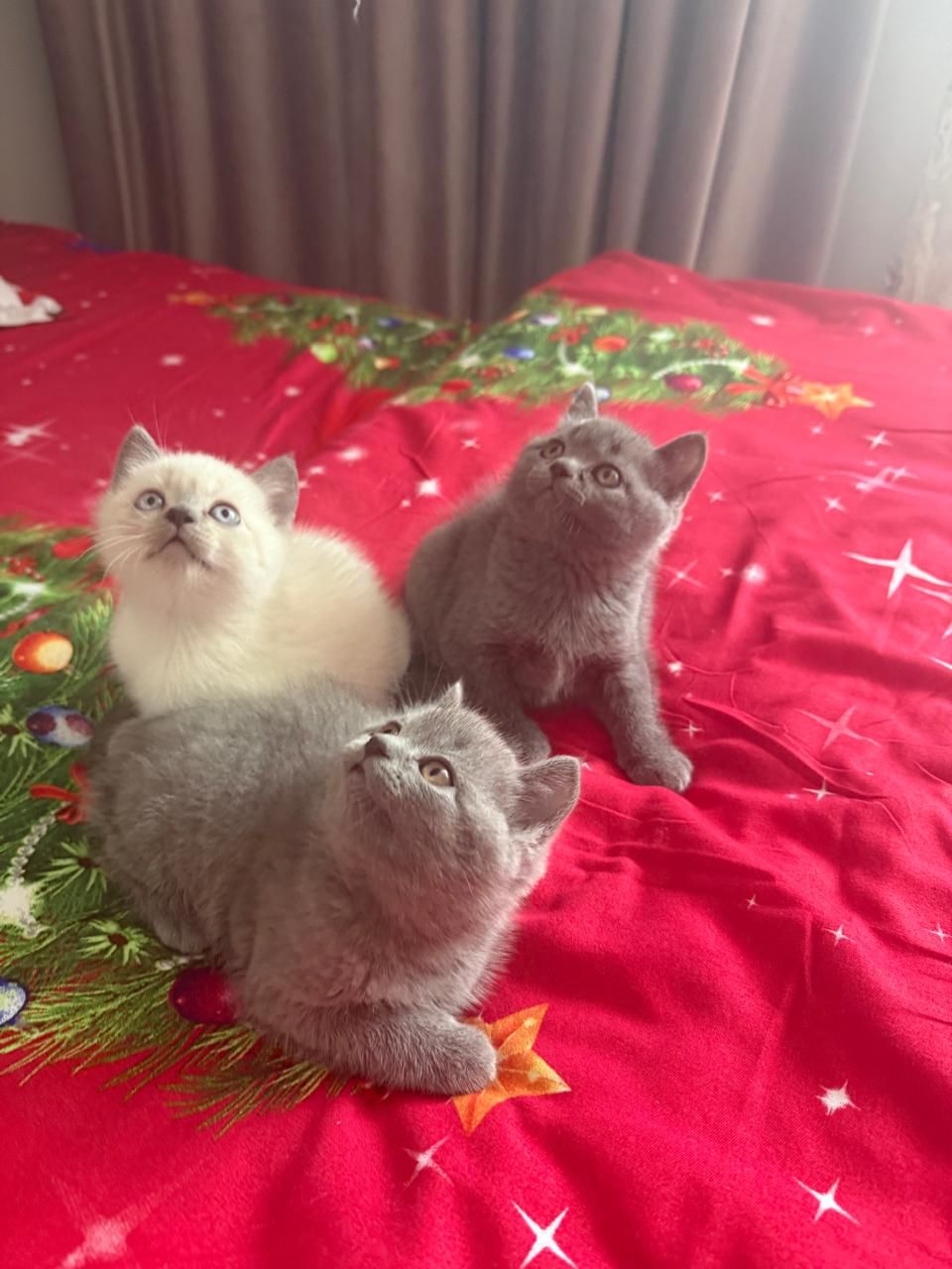 Шотландські чистокровні прямовухі кошенята.