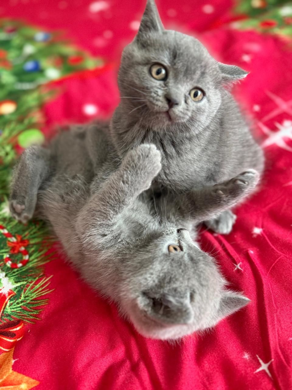 Шотландські чистокровні прямовухі кошенята.