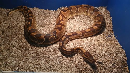 Доросла самка королівського пітона