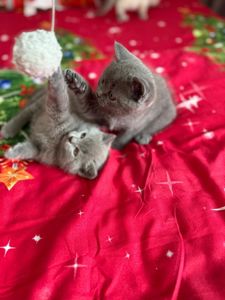 Шотландські чистокровні прямовухі кошенята.