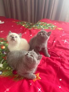 Шотландські чистокровні прямовухі кошенята.