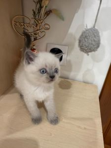 Шотландські чистокровні прямовухі кошенята.