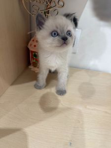 Шотландські чистокровні прямовухі кошенята.