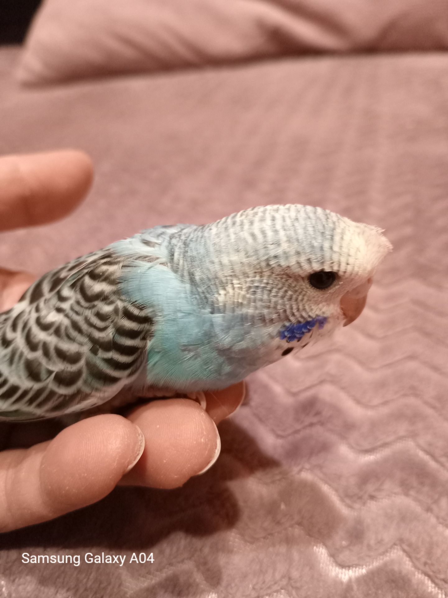 Хвилястий папуга