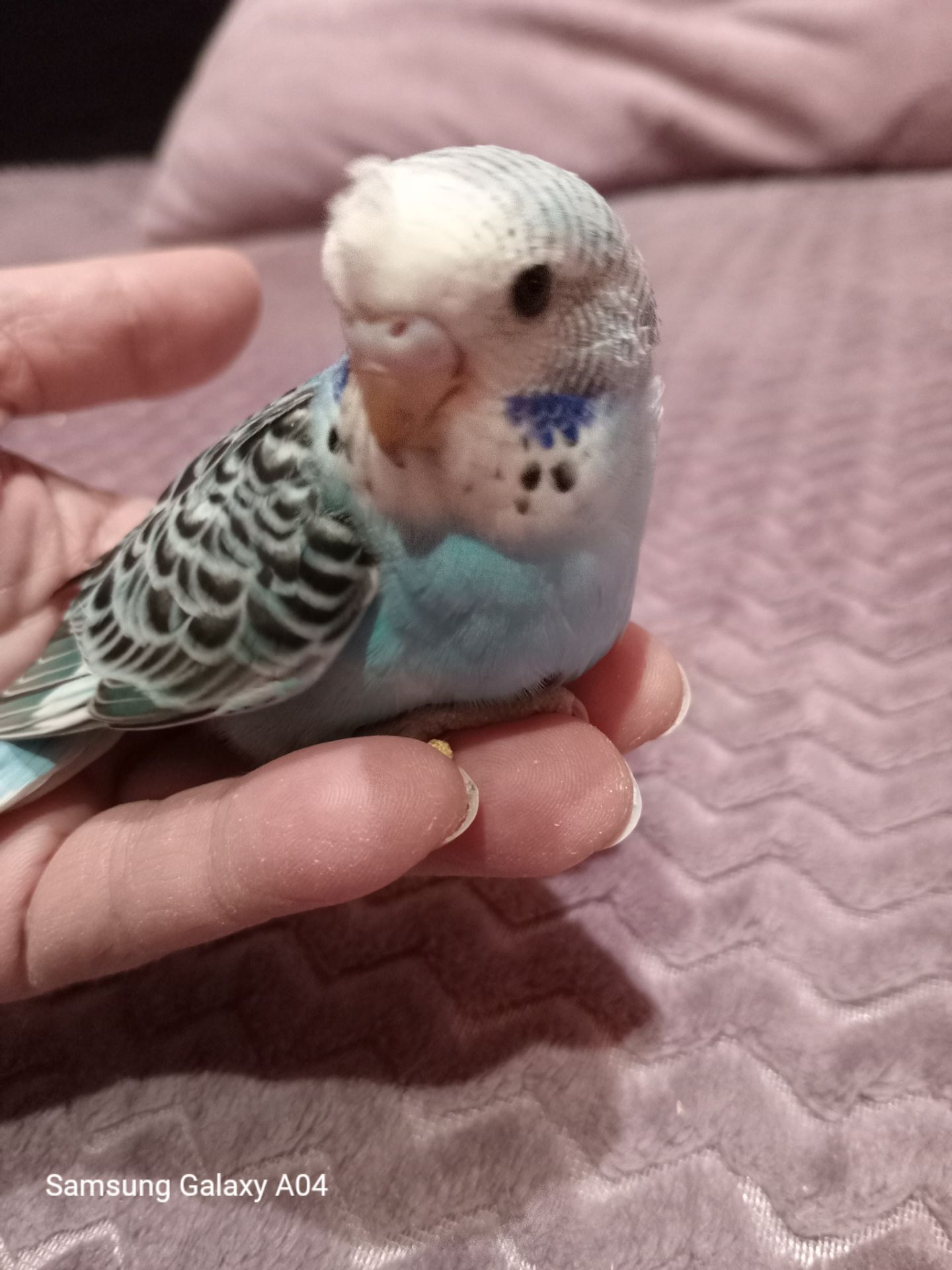 Хвилястий папуга