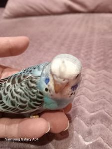 Хвилястий папуга