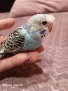 Хвилястий папуга