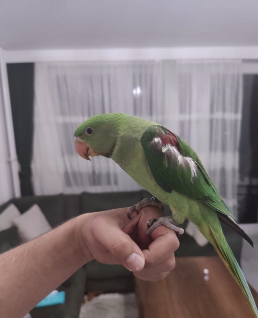 Говорящий Олександрійський, ручний, грайливий