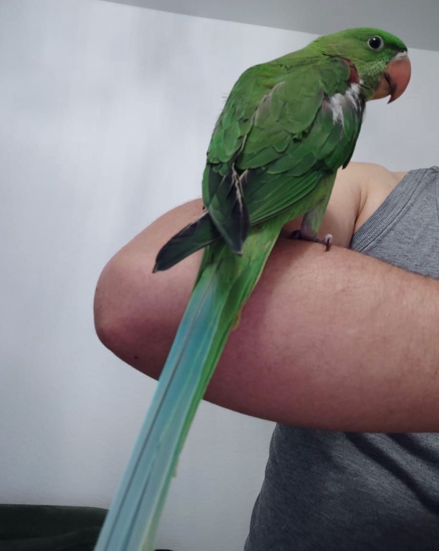 Говорящий Олександрійський, ручний, грайливий