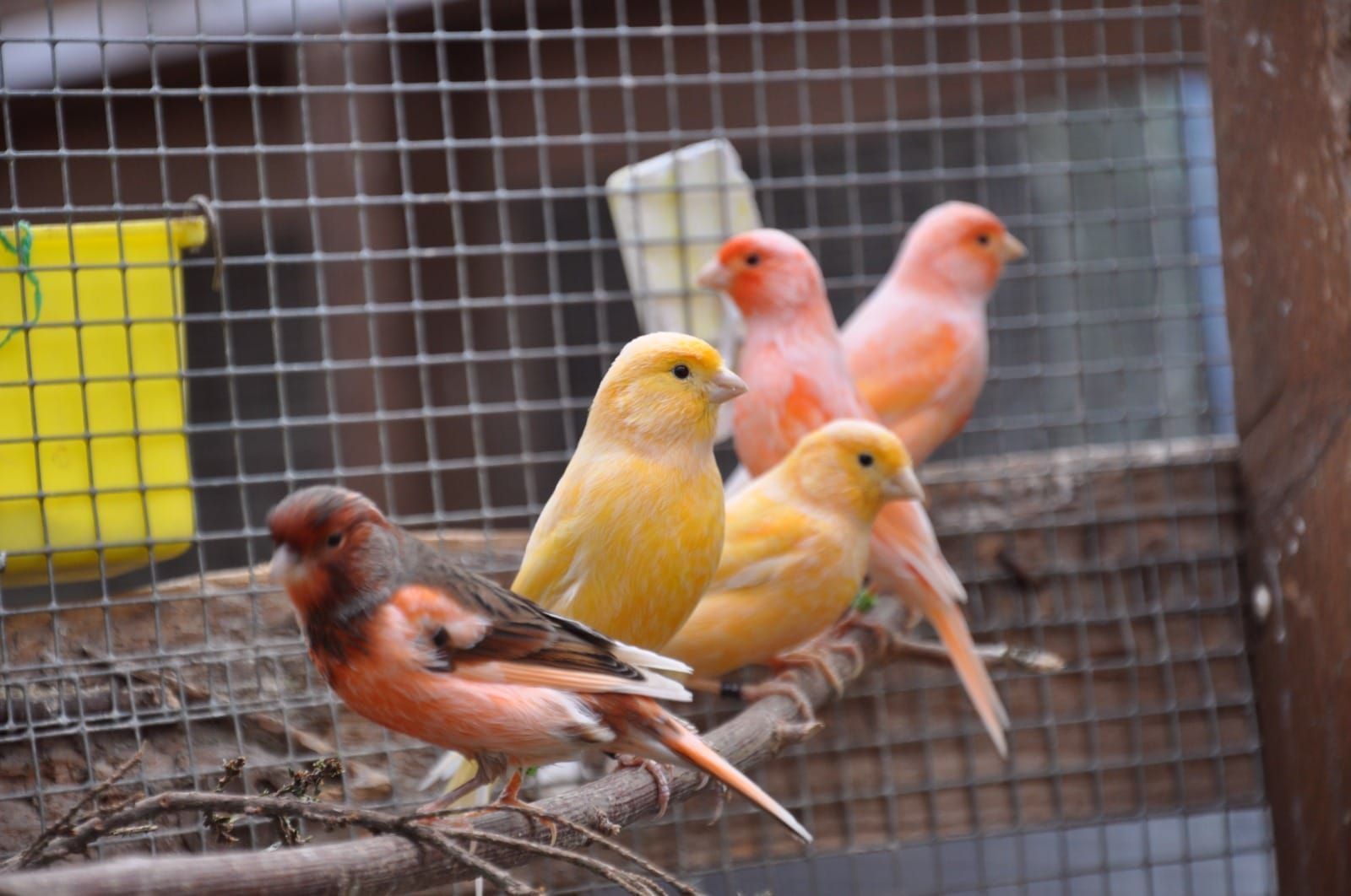 Продам своїх канарок і канарок