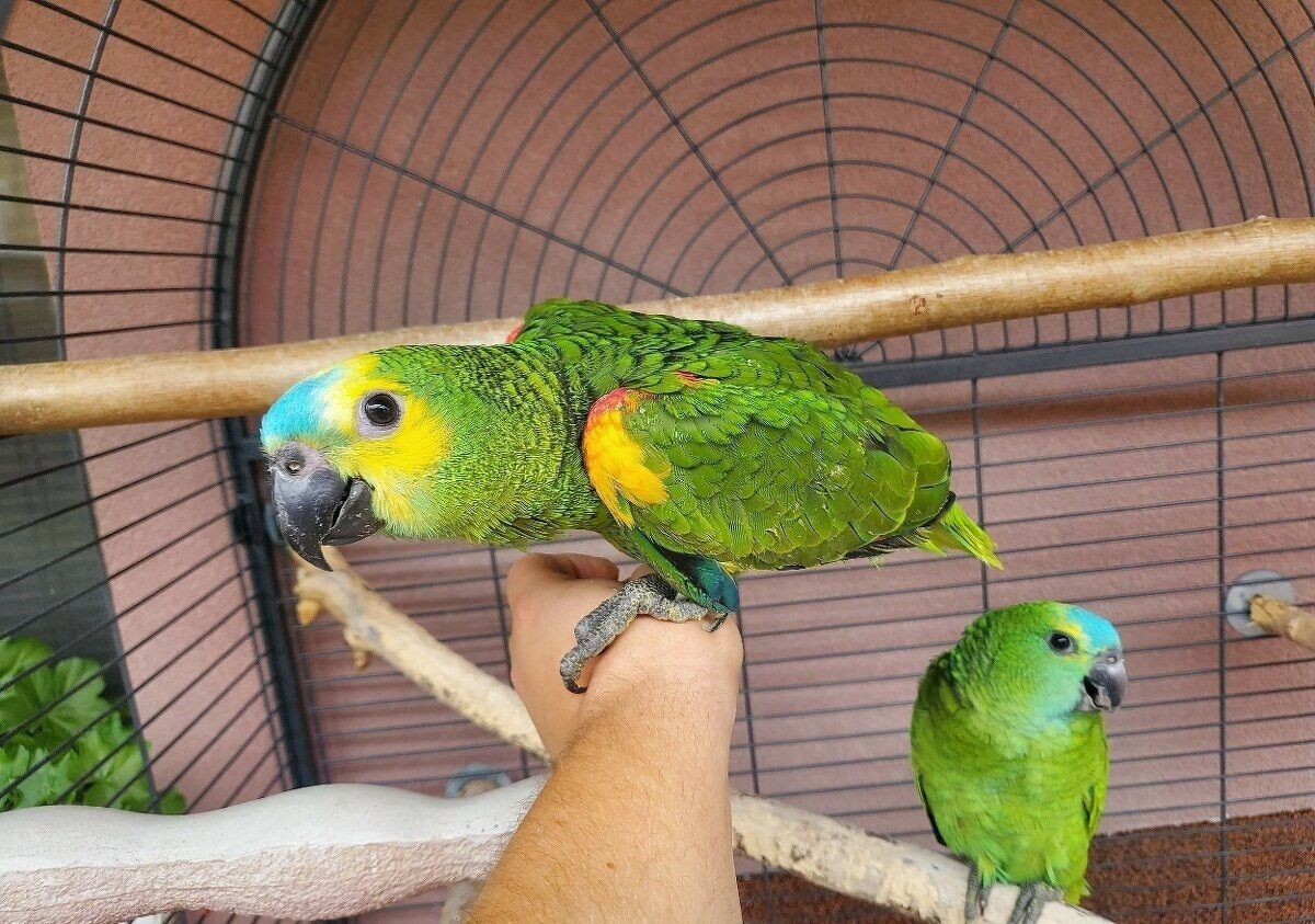 Супер пташеня ручної роботи, вирощене папугою Amazon