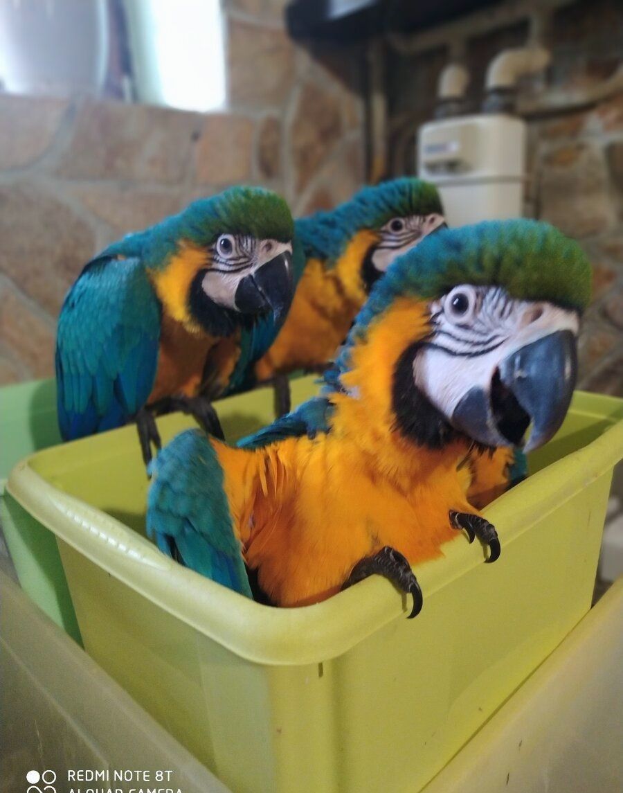 Пташеня папуги ара ручне вигодовування