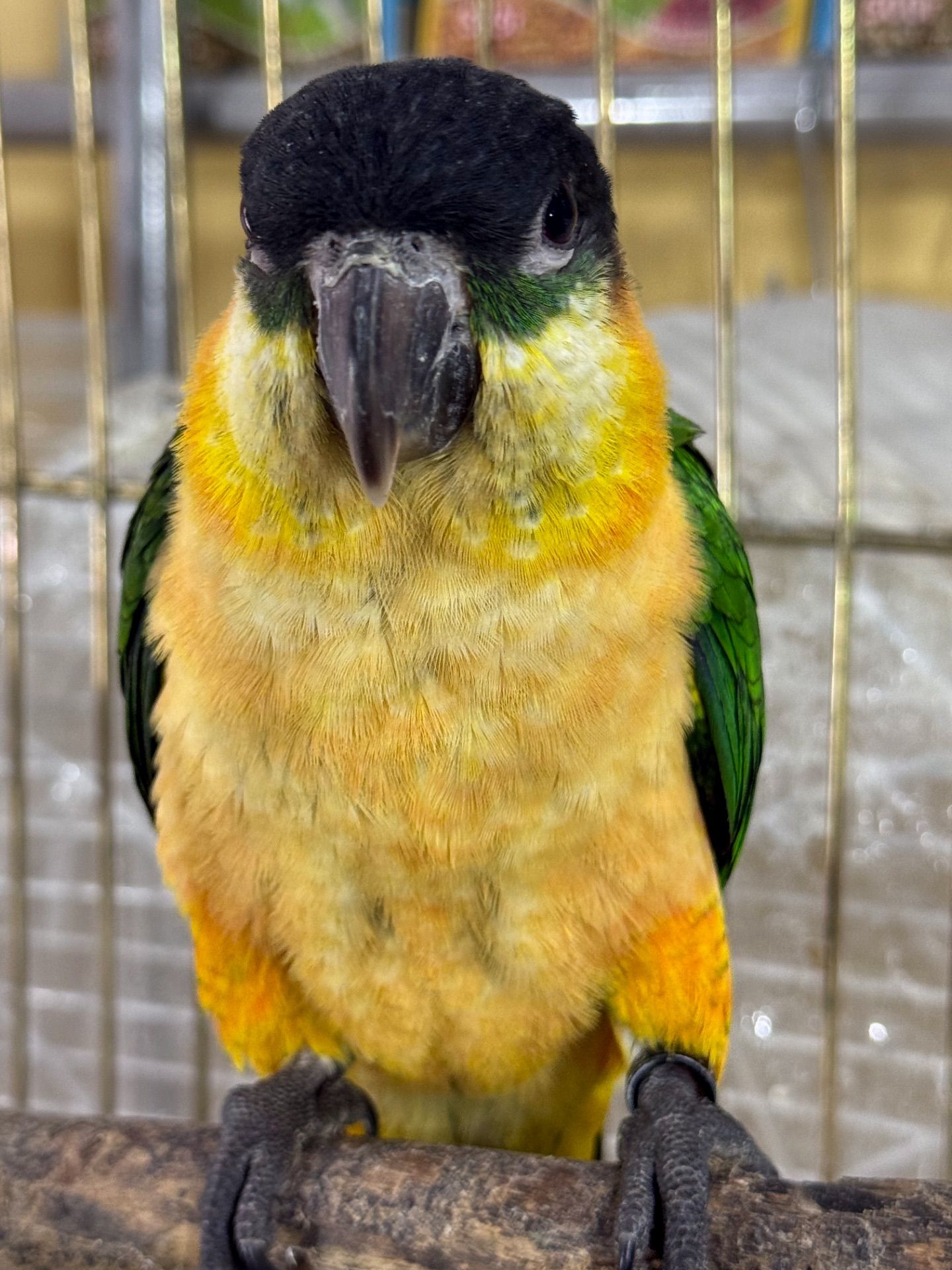 Пташенята молоді та ручні каік, викормиші