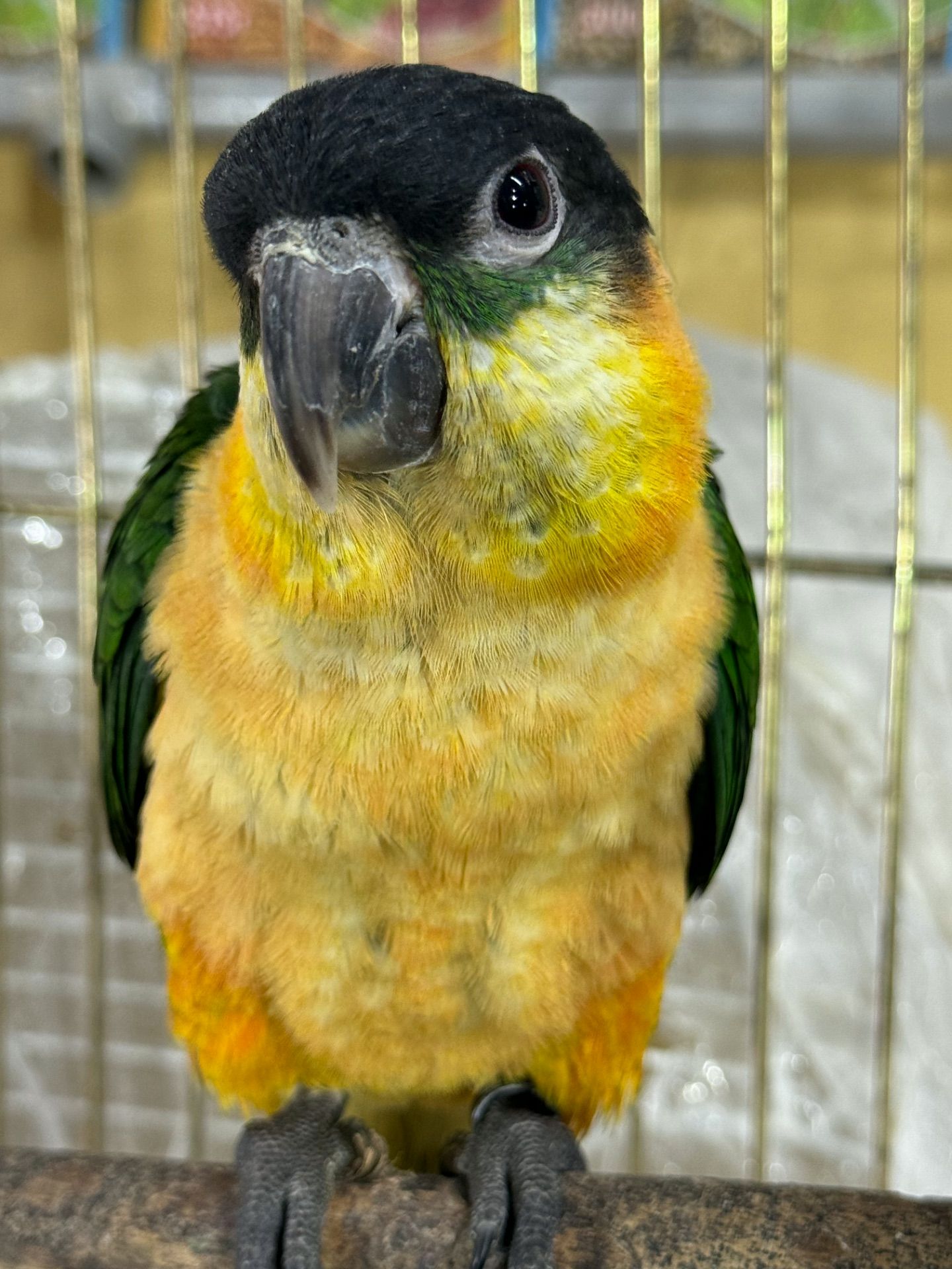 Пташенята молоді та ручні каік, викормиші