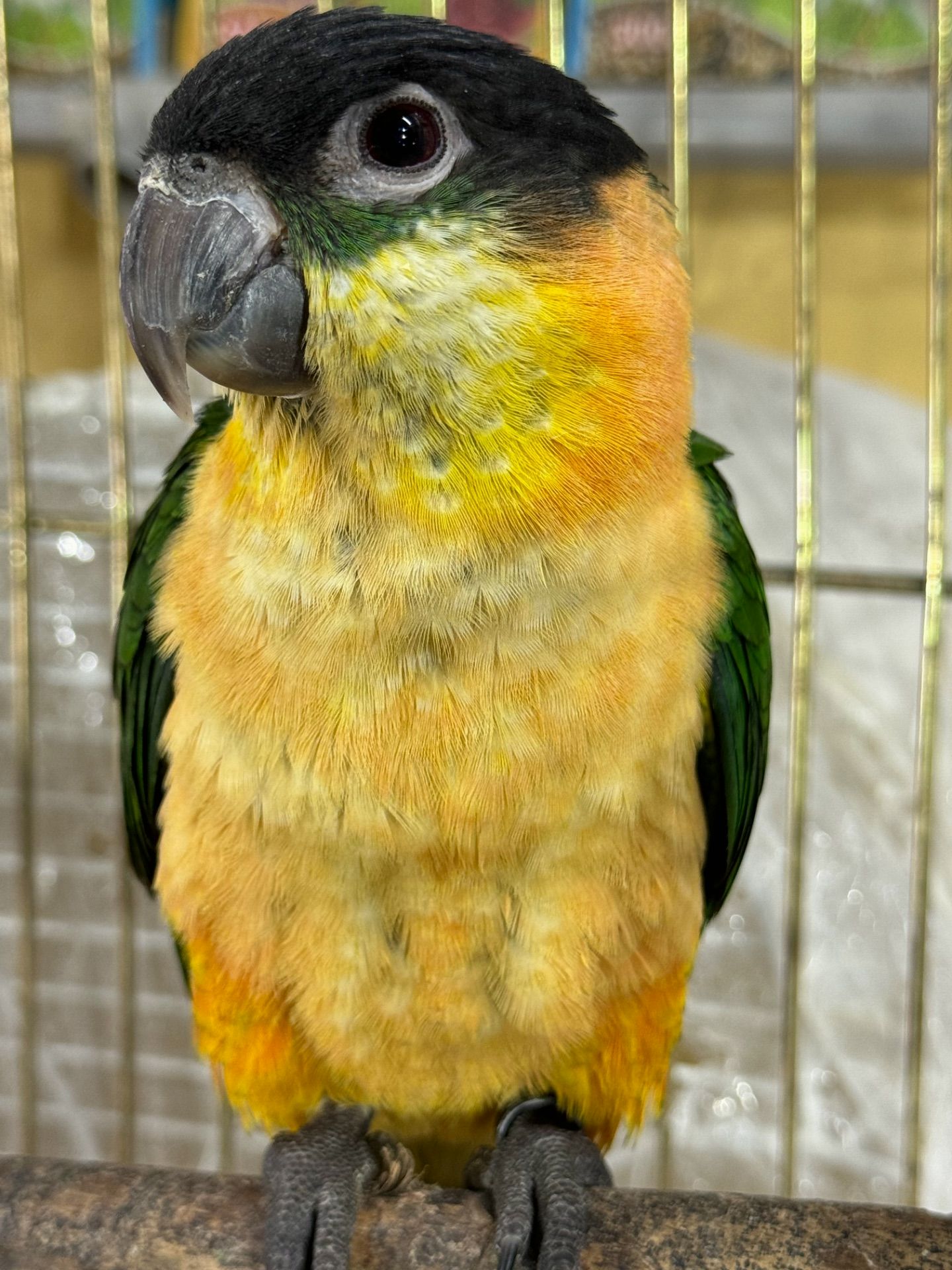 Пташенята молоді та ручні каік, викормиші