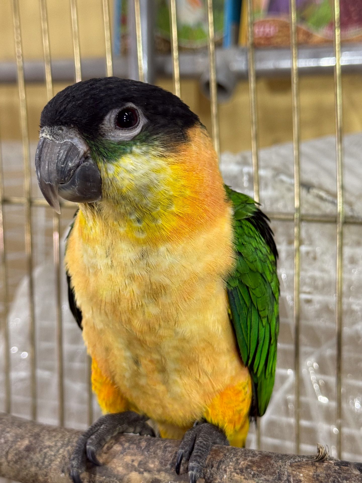 Пташенята молоді та ручні каік, викормиші