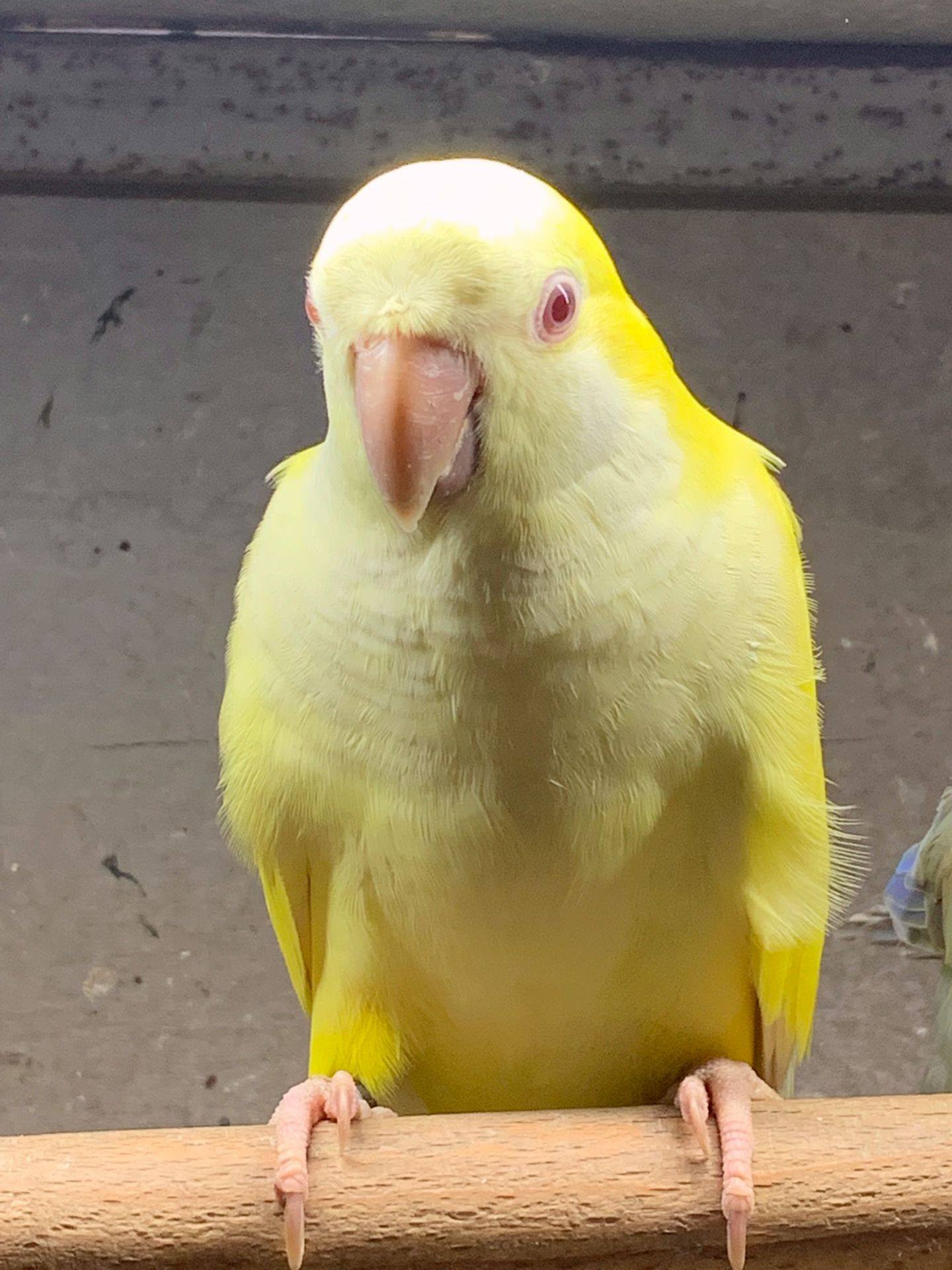 Неймовірні монахи, Уникальні папуги Квакер, каліта