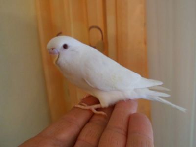 Хвилястий папуга молоді та ручні