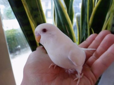 Хвилястий папуга молоді та ручні