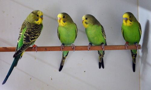 Хвилястий папуга молоді та ручні