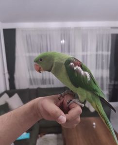 Говорящий Олександрійський, ручний, грайливий