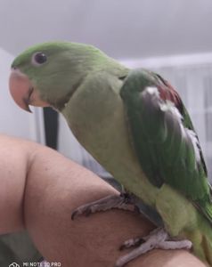 Говорящий Олександрійський, ручний, грайливий