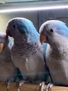 Неймовірні монахи, Уникальні папуги Квакер, каліта