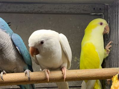 Неймовірні монахи, Уникальні папуги Квакер, каліта