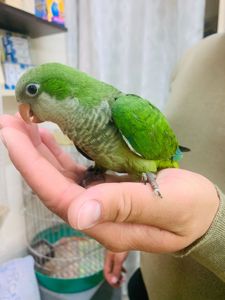 Неймовірні монахи, Уникальні папуги Квакер, каліта