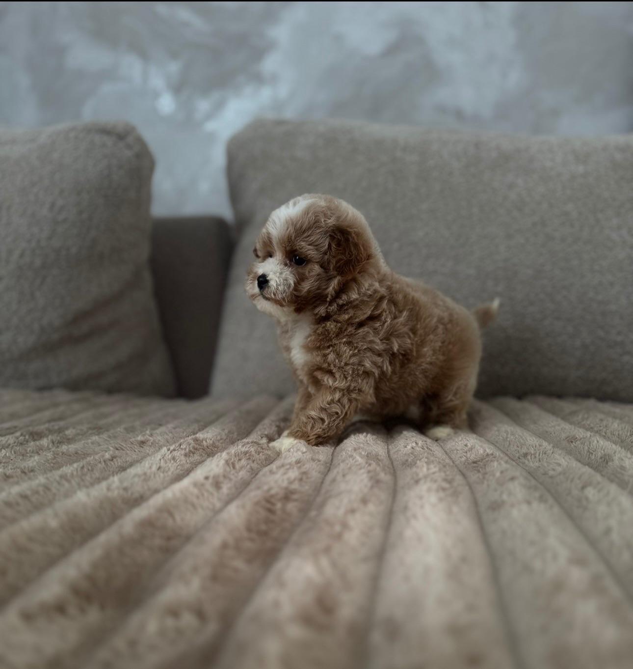 Мальтипу міні